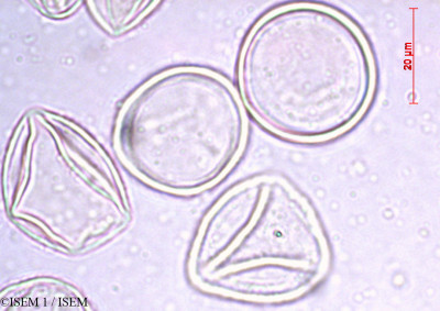 ISEM 1/Juniperus_sabina_60451/Juniperus_sabina_60451_0001(copy)_thumb.jpg